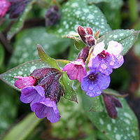VÃ½sledok vyhÄ¾adÃ¡vania obrÃ¡zkov pre dopyt plucnik