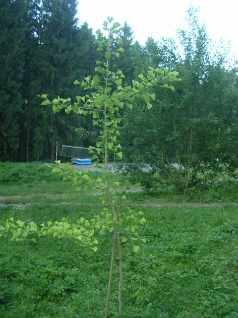 Obrázek ke článku Jínan dvoulaločný - Gingo.