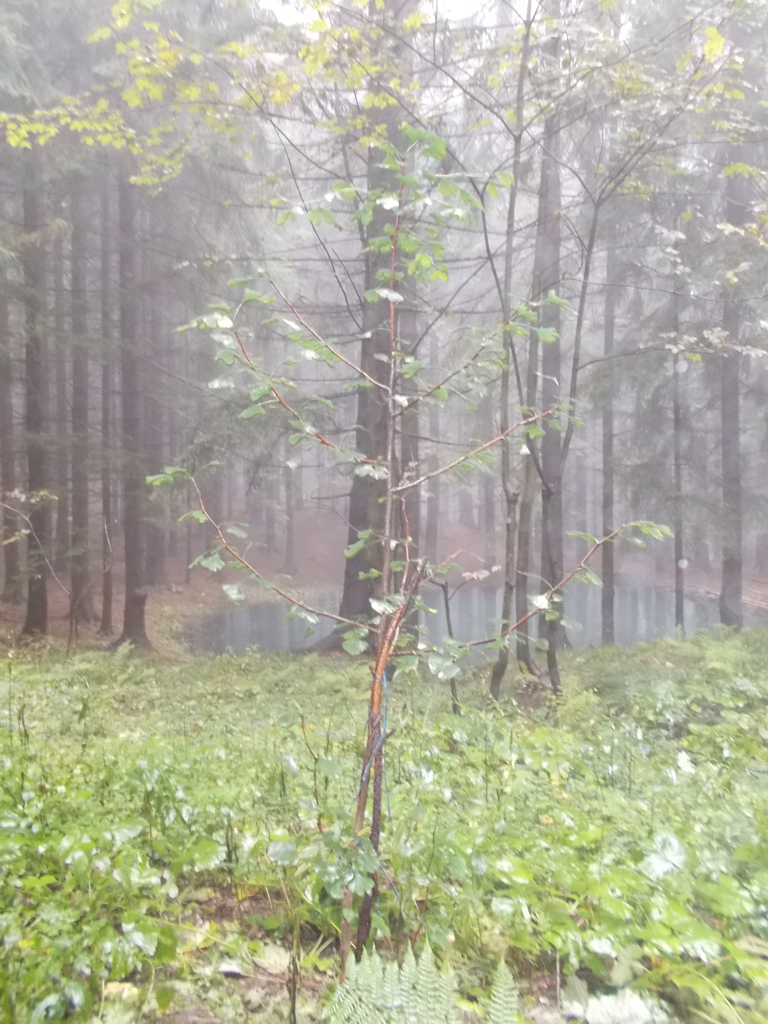 Obrázek ke článku Nový strom gingo zasazen.