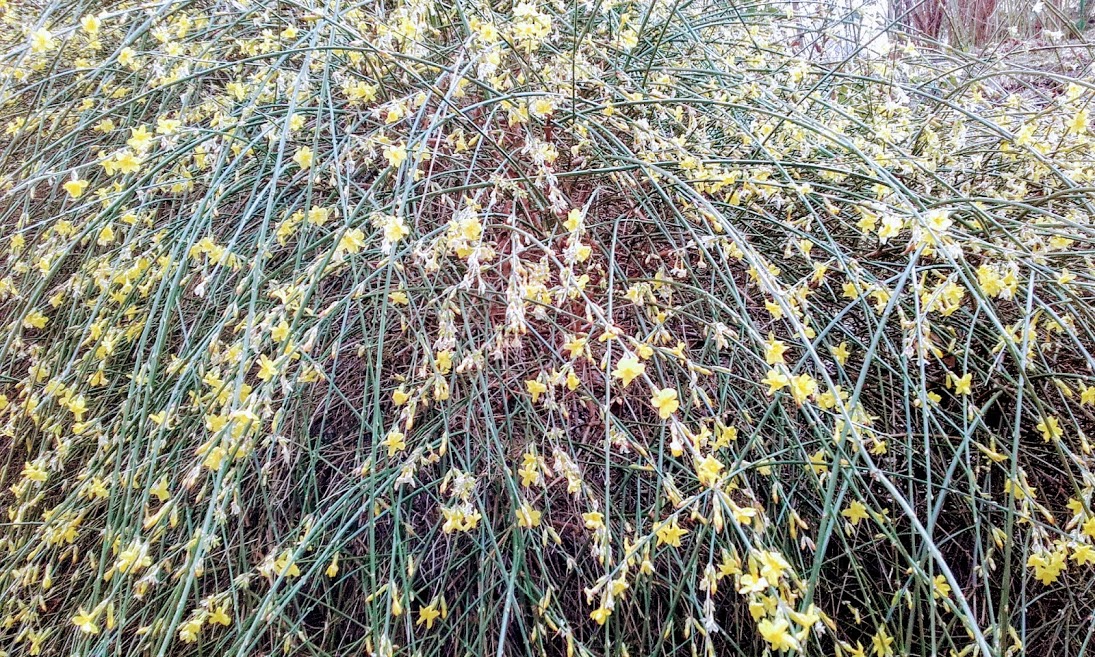 Žluté kvítky pod oknem bytu Jaroslava Foglara