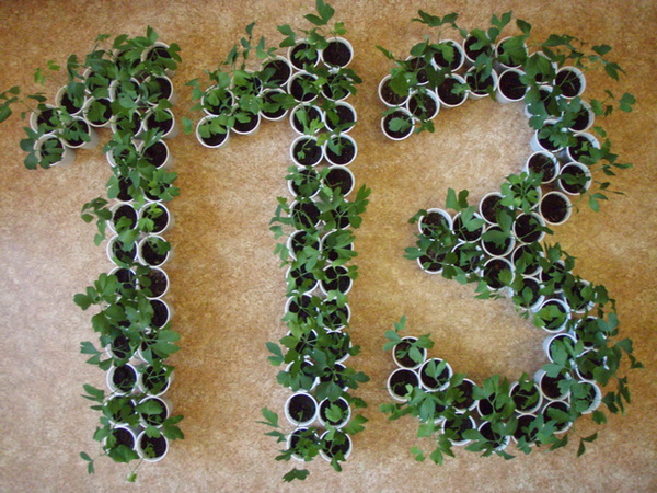 Obrázek ke článku Ve čtvrtek si zalijte své ginkgo