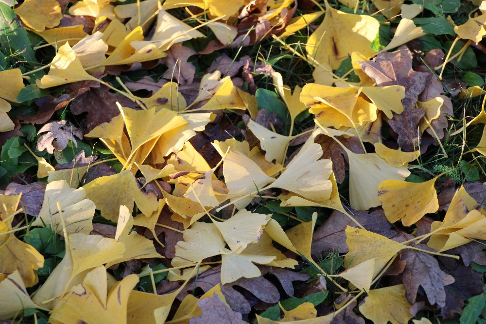 Obrázek ke článku Strom Jaroslava Foglara roste v Praze na Žižkově již dvanáct let