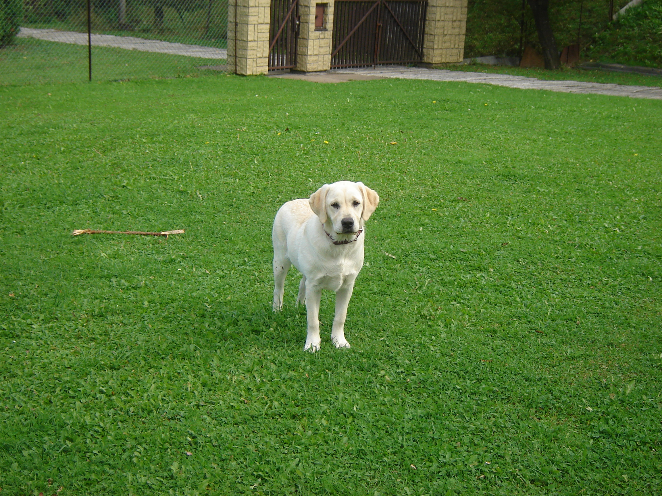 Logo klubu Chytří Machři