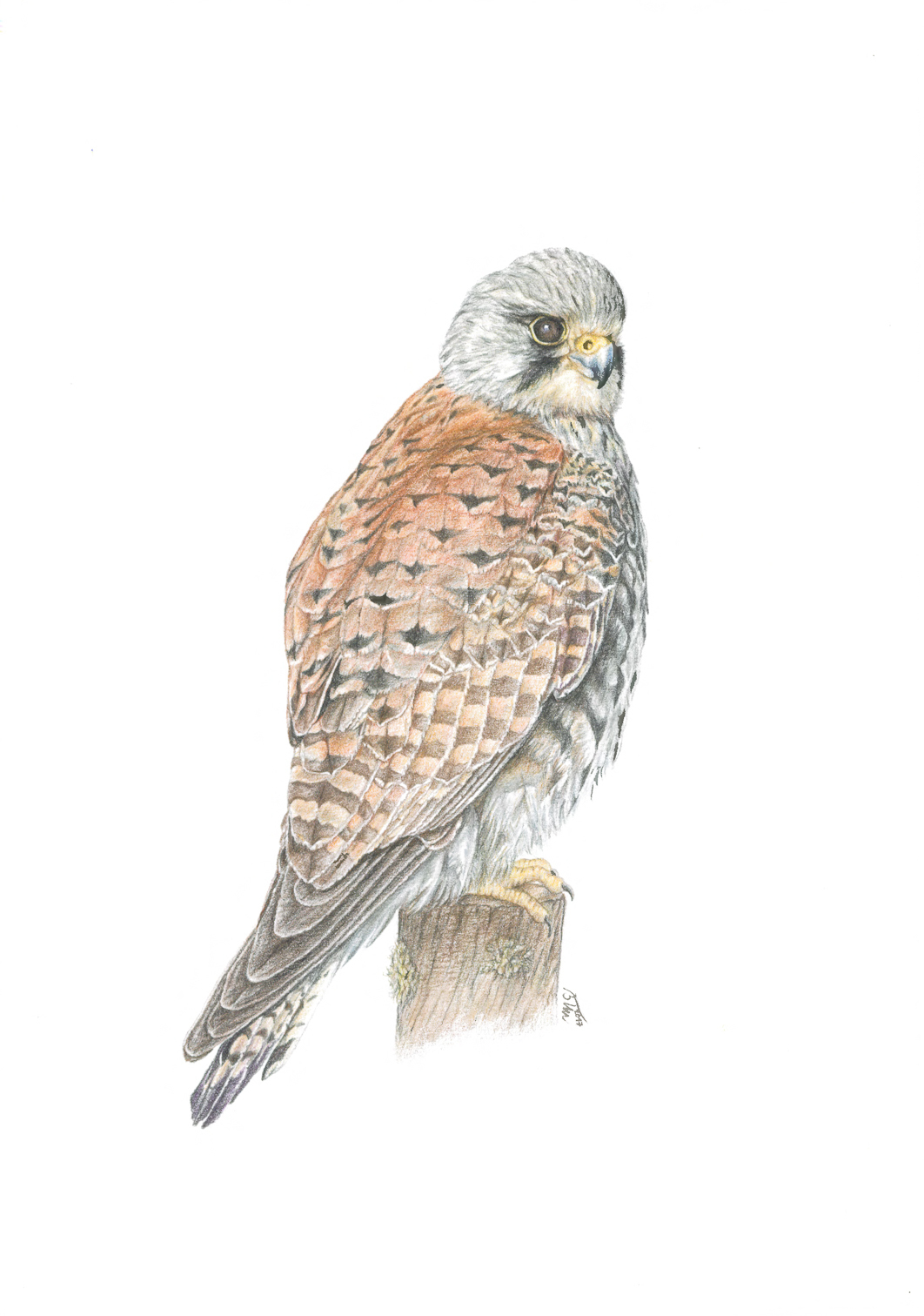 Logo klubu Poštolky