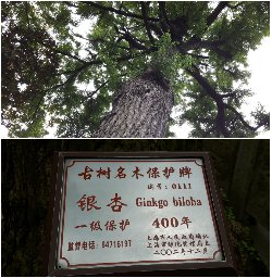 Uctívači v Šanghaji