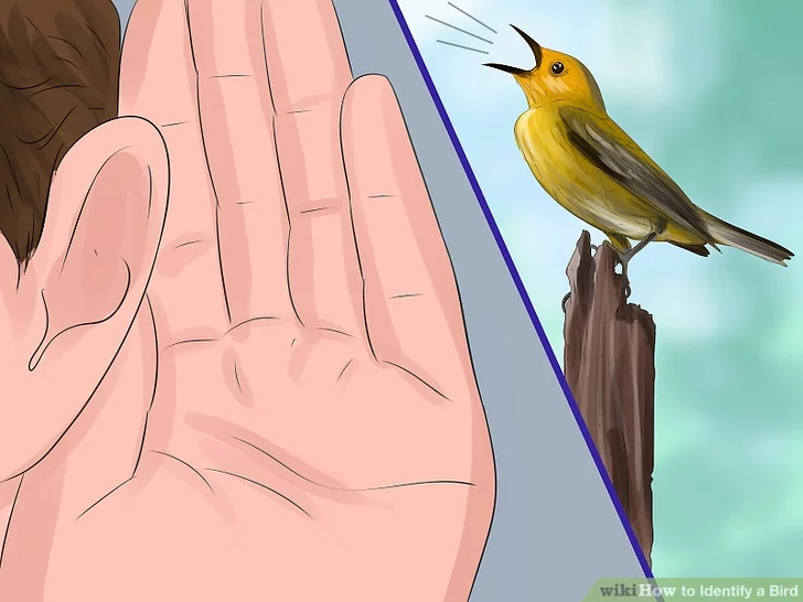 Image titled Identify a Bird Step 18