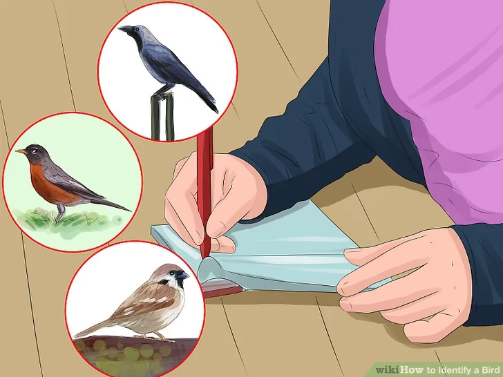 Image titled Identify a Bird Step 12